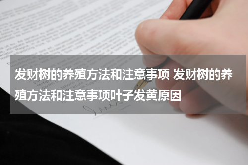 发财树的养殖方法和注意事项 发财树的养殖方法和注意事项叶子发黄原因