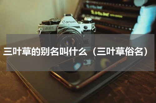 三叶草的别名叫什么（三叶草俗名）