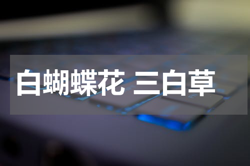 白蝴蝶花 三白草