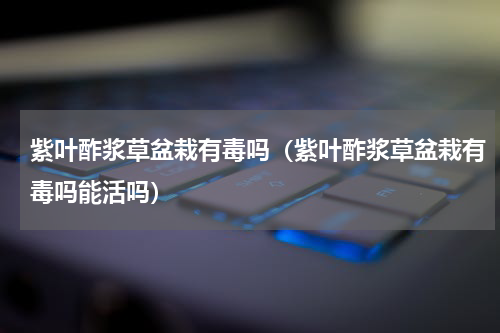 紫叶酢浆草盆栽有毒吗（紫叶酢浆草盆栽有毒吗能活吗）