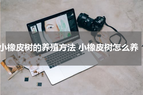 小橡皮树的养殖方法 小橡皮树怎么养