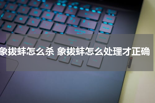 象拔蚌怎么杀 象拔蚌怎么处理才正确