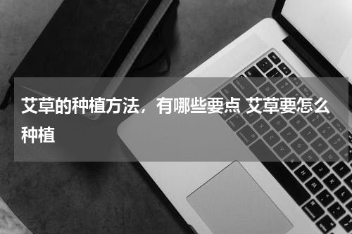 艾草的种植方法，有哪些要点 艾草要怎么种植