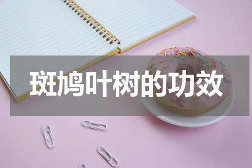 斑鸠叶树的功效