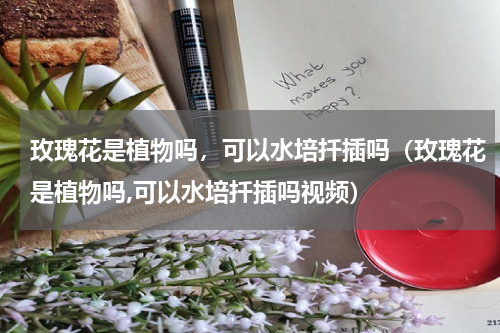 玫瑰花是植物吗，可以水培扦插吗（玫瑰花是植物吗,可以水培扦插吗视频）