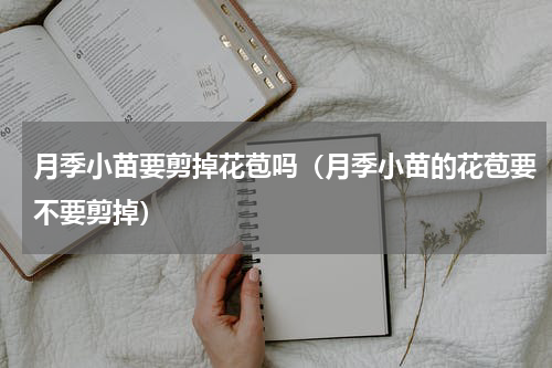月季小苗要剪掉花苞吗（月季小苗的花苞要不要剪掉）