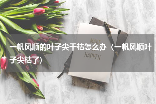 一帆风顺的叶子尖干枯怎么办（一帆风顺叶子尖枯了）