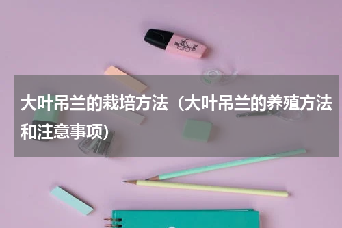 大叶吊兰的栽培方法（大叶吊兰的养殖方法和注意事项）