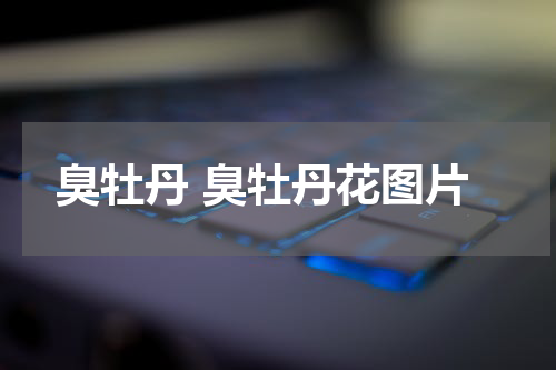 臭牡丹 臭牡丹花图片