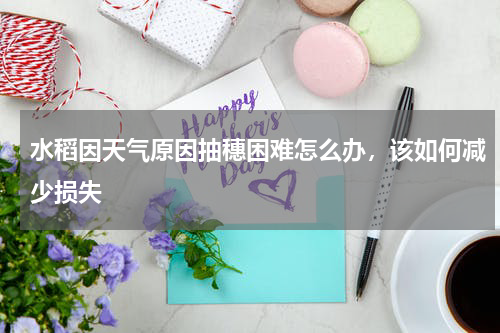 水稻因天气原因抽穗困难怎么办，该如何减少损失