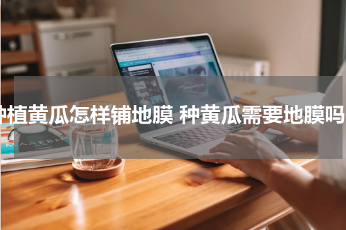 种植黄瓜怎样铺地膜 种黄瓜需要地膜吗
