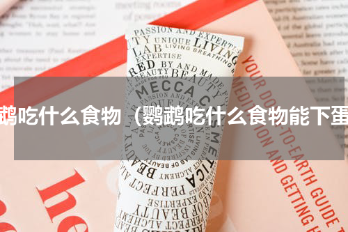 鹦鹉吃什么食物（鹦鹉吃什么食物能下蛋）