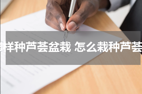 怎样种芦荟盆栽 怎么栽种芦荟
