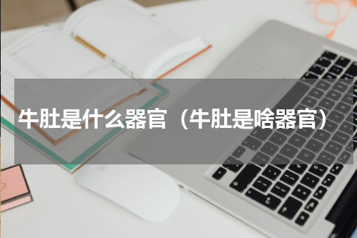 牛肚是什么器官（牛肚是啥器官）