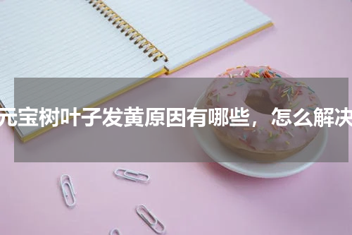 元宝树叶子发黄原因有哪些，怎么解决