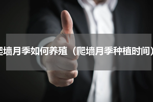 爬墙月季如何养殖（爬墙月季种植时间）