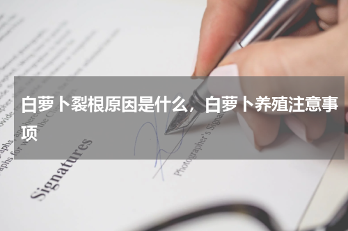 白萝卜裂根原因是什么，白萝卜养殖注意事项