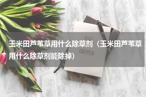 玉米田芦苇草用什么除草剂（玉米田芦苇草用什么除草剂能除掉）