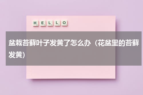 盆栽苔藓叶子发黄了怎么办（花盆里的苔藓发黄）