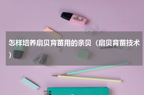 怎样培养扇贝育苗用的亲贝（扇贝育苗技术）