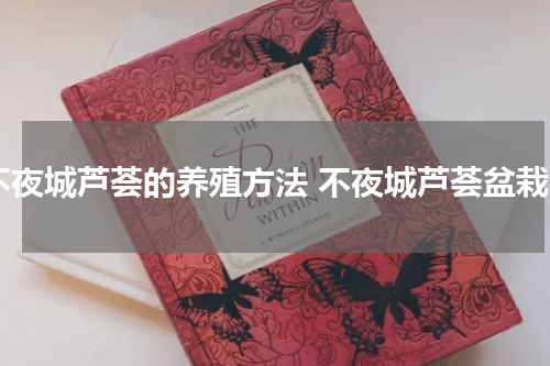 不夜城芦荟的养殖方法 不夜城芦荟盆栽