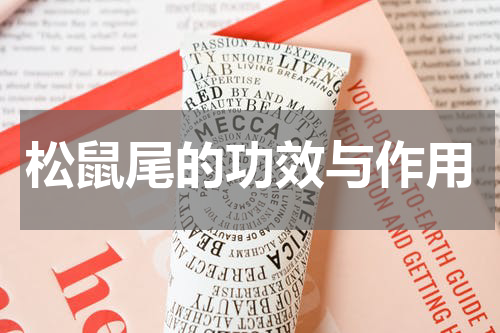 松鼠尾的功效与作用
