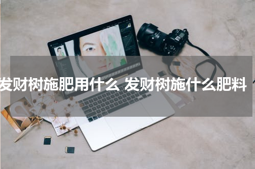 发财树施肥用什么 发财树施什么肥料