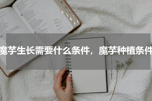 魔芋生长需要什么条件，魔芋种植条件