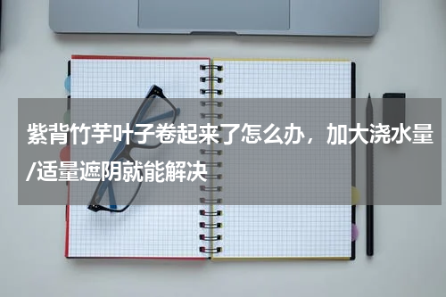 紫背竹芋叶子卷起来了怎么办，加大浇水量/适量遮阴就能解决
