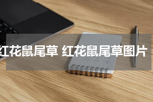 红花鼠尾草 红花鼠尾草图片