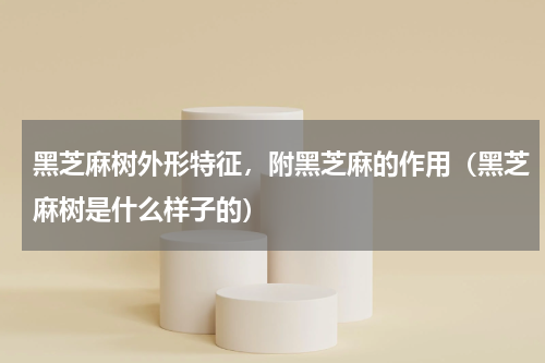 黑芝麻树外形特征，附黑芝麻的作用（黑芝麻树是什么样子的）