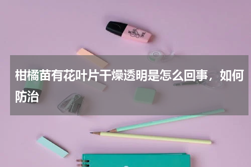 柑橘苗有花叶片干燥透明是怎么回事，如何防治