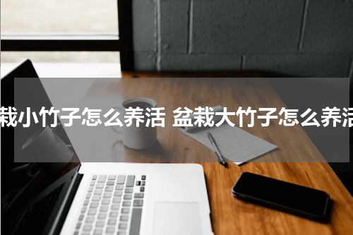 盆栽小竹子怎么养活 盆栽大竹子怎么养活