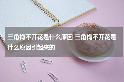 三角梅不开花是什么原因 三角梅不开花是什么原因引起来的