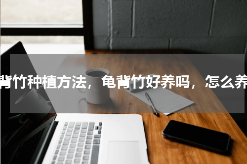 龟背竹种植方法，龟背竹好养吗，怎么养护