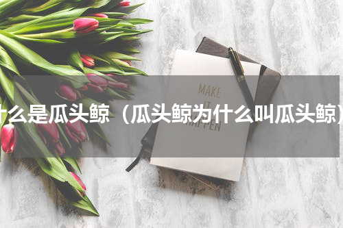 什么是瓜头鲸（瓜头鲸为什么叫瓜头鲸）