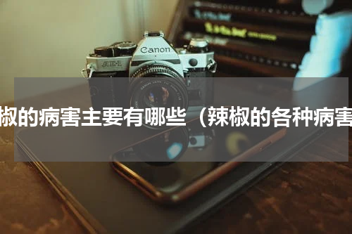 辣椒的病害主要有哪些（辣椒的各种病害）