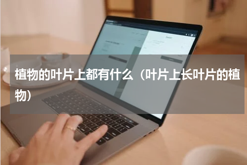 植物的叶片上都有什么（叶片上长叶片的植物）