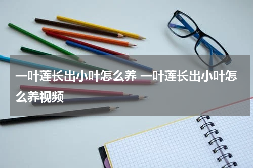一叶莲长出小叶怎么养 一叶莲长出小叶怎么养视频