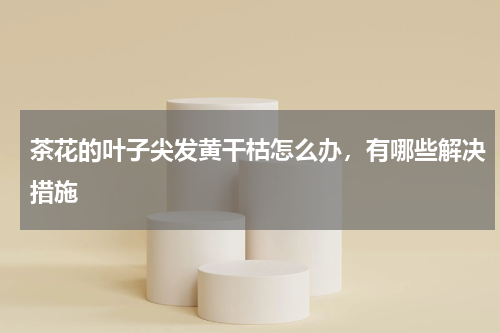 茶花的叶子尖发黄干枯怎么办，有哪些解决措施