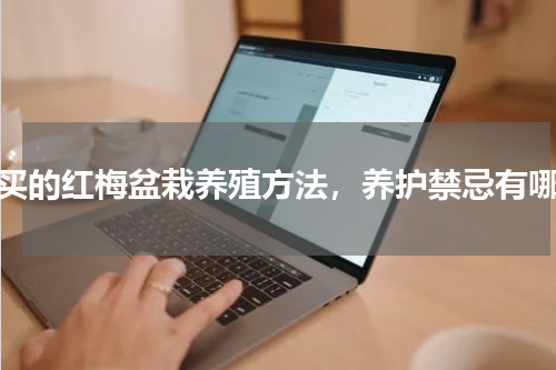 刚买的红梅盆栽养殖方法，养护禁忌有哪些