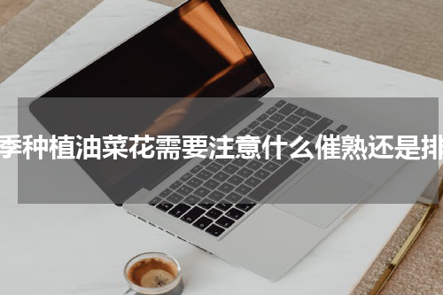春季种植油菜花需要注意什么催熟还是排水