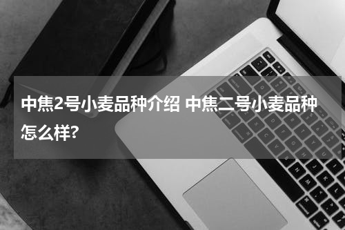 中焦2号小麦品种介绍 中焦二号小麦品种怎么样?
